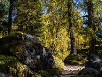 Lärchenwald im Gegenlicht